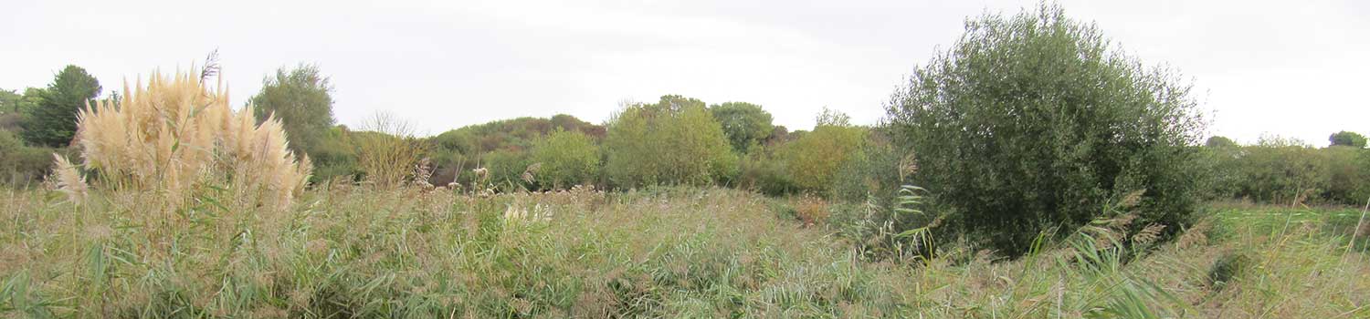 Disused Railway Line, South Malling LWS